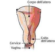 Collo dell'utero femminile