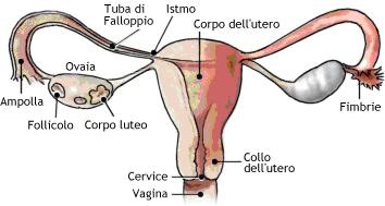 Genitali femminili