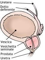 Prostata - Apparato genitale maschile