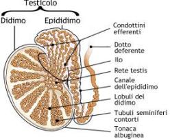 Testicoli - Apparato genitale maschile