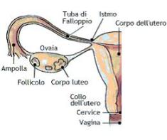 Tube dell'apparato genitale femminile